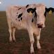 Full moon makes cows give birth, says Japanese study 