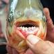 What's an Amazonian fish doing in a California pond? (+video) 