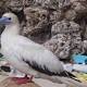 Big hazard to seabirds? One word: Plastics 