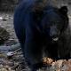 County Officials Oppose Another Bear Hunt 