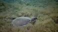 Захватывающий мир морских черепах ile ilgili video