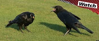 Crow Intelligence, Memory Research Suggests.