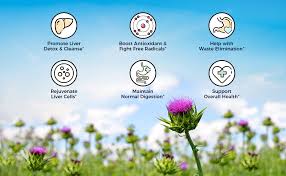 Milk thistle benefits jpg x Milk thistle benefits