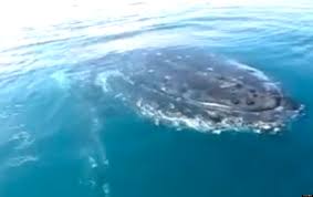 Whale Watching Australian Family Has Close.