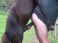 Search girl has sex with horse jpg x Girl has sex with horse