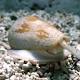 Scientists use venom of cone snails to create painkillers that could be more ...