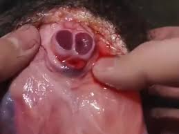 Cock cut off jpg x Dick cut off