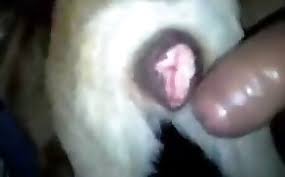 Guy fuck female dog anal jpg x Man fucks female dog