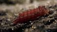 El Fascinante Mundo de las Hormigas: Ingenieras de la Naturaleza ile ilgili video
