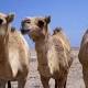 Ancient trade routes written in camel genes 