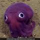Sea Creature Looks Like A Googly-Eyed Cartoon Octopus 