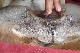 Dog man fucking female husky dog very hard zoophilestracker jpg x Guy fucks female dog