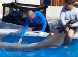 Man fucks dolphin jpg x Man fucks dolphin