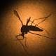 Florida officials go into damage-control mode over Zika 