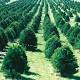 Christmas tree farming as much hobby and business 
