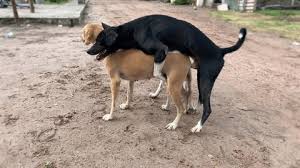 Mujeres teniendo sexo con animales aquí jpg x Mujeres teniendo sexo con animales