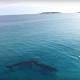 Hard to 'Imagine': Paddle boarding with whales (VIDEO) 