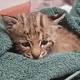 Rarely seen bobcat kitten rescued by hikers 