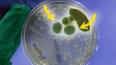 The Fascinating World of Bacteria ile ilgili video