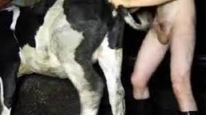 Gaybeast man fuck cow extrem sex and taboo porn jpg x Man fuck cow