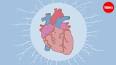 Vücudumuzun En Önemli Organı: Kalp ile ilgili video