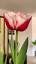 La fascinante historia de los tulipanes ile ilgili video