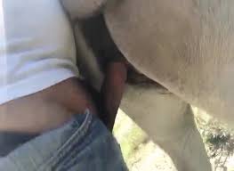 Fucking horse pussy jpg x Fucking horse pussy