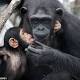 Humans' close relatives, chimps and bonobos, were kissing cousins 