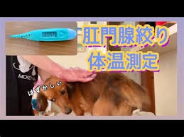  Posttome teenclub  avi  JB sis bro @|Posttome Teenclub Show Opti Bro Sissexiezpix Web Porn