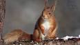 The Fascinating World of Squirrels ile ilgili video