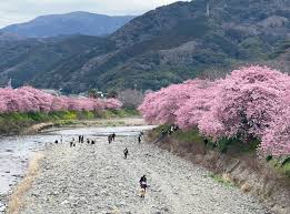 川津桜|2025】神奈川の「河津桜」おすすめ17選 名所・穴場多数＆見頃も紹介！ | いこーよニュース