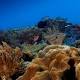 Coral Reef Discovered Near the Mouth of the Amazon River - Sci