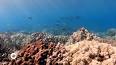 The Intriguing World of Marine Biogeography ile ilgili video