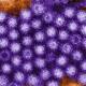 USC norovirus outbreak sickens 100 
