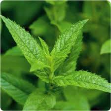 Health benefits of mint