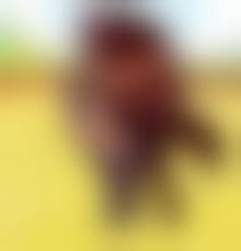 breeding bestiality gif|Xbooru - animated beastiality bioshock bioshock infinite canine dog  elizabeth gif | 565151