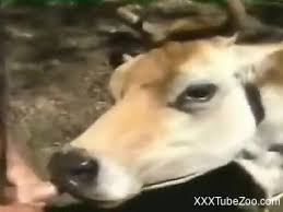 Man fucks cow jpg x Man fucks cow