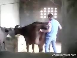 So many guys in porn fucking a cow while i fuck makes me want to get lots of men like that🍆🍆🍌🍑🤤 jpg x Man fucks cow