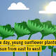 How do sunflowers follow the sun's path? A circadian clock revealed. 