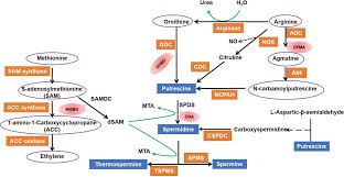 pedo onion cum|Water budgeting in conservation agriculture-based sub-surface drip  irrigation in tropical maize using HYDRUS-2D in South Asia | Scientific  Reports