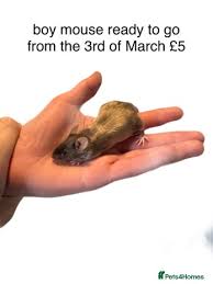 siberian mouses boy and girls|Erica & I by Amy Powell - IGNANT