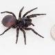 Australia spider may be new species of deadly funnel-web 