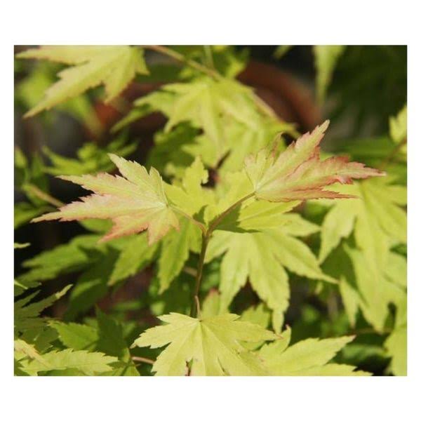 Aylings Garden Centre & Tea Room