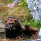 Great News For Wolverines, and a Lashing For US Fish and Wildlife 