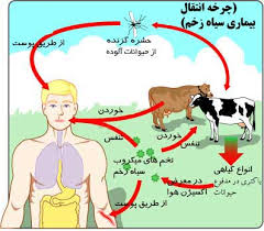 چرخه ی انتقال میکروب سیاه زخم