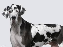 And dog jpg x And dog