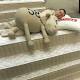 Analysts stunned by 115% premium in Mattress Firm takeover bid 