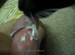 Cat prefers mans cock over cat food gaybeastcom man fucks pet jpg x Guy fucks cat