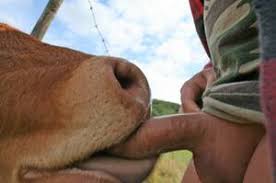 Man fucks cow in the pasture and cums jpg x Man fucks cow