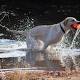 Labrador retrievers hit their 25th year as top US dog breed 